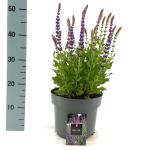 Salvia nem. 'Ostfriesland'