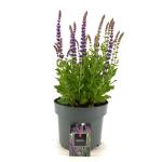 Salvia nem. 'Ostfriesland'