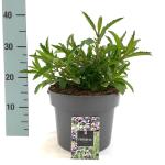 Verbena bonariensis, leverbaar