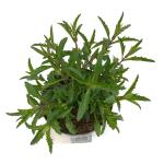 Verbena bonariensis, leverbaar