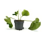 Brunnera macrophylla