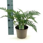 Dryopteris wallichiana