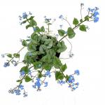 Brunnera macr. 'Silver Heart'