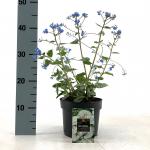 Brunnera macr. 'Silver Heart'