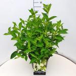 Weigela 'Candida'