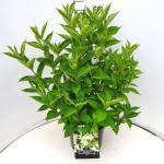 Weigela 'Candida'