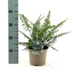 Polystichum munitum