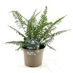Polystichum munitum
