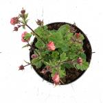 Geum Tempo Rose