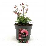 Geum Tempo Rose