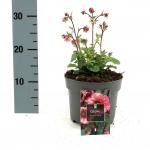 Geum Tempo Rose