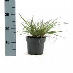 Pennisetum alopecuroides viridesc.