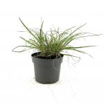 Pennisetum alopecuroides viridesc.