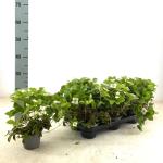 Cornus canadensis