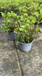 Cornus canadensis