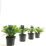 Hosta Gemengd
