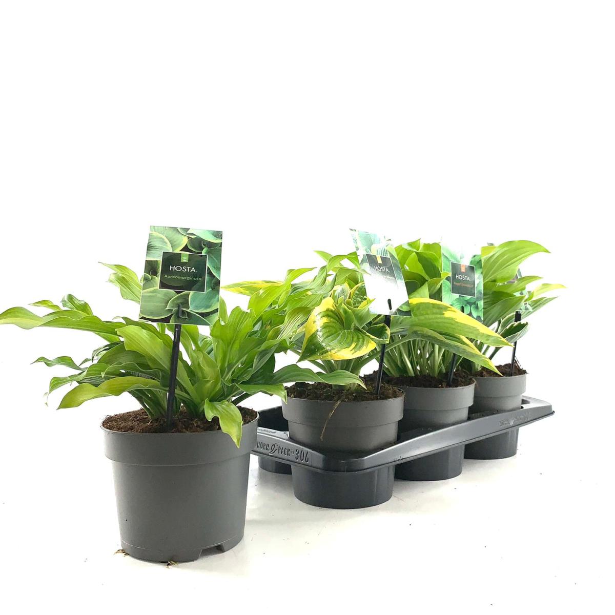 Hosta Gemengd