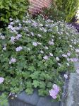 Geranium Dreamland