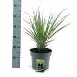 Panicum virgatum 'Northwind'