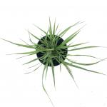 Panicum virgatum 'Northwind'