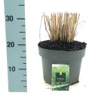 Panicum virgatum 'Northwind'