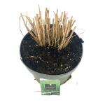 Panicum virgatum 'Northwind'