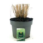 Panicum virgatum 'Northwind'