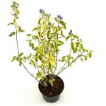 Caryopteris cland. 'Summer Sorbet'