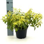 Cistus hybr. Little Miss Sunshine