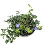 Vinca minor 'Ralph Shugert'