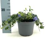 Vinca minor 'Ralph Shugert'