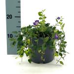 Vinca minor 'Atropurpurea'