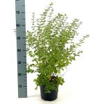 Symphoricarpos d. 'White Hedge'