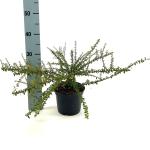 Cotoneaster conspicuus decorus