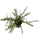 Cotoneaster conspicuus decorus