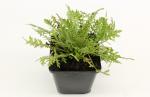 Achillea fil. 'Cloth of Gold'