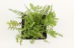 Achillea fil. 'Cloth of Gold'